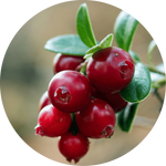 Cranberry