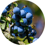 Blueberry