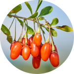 Goji Berry