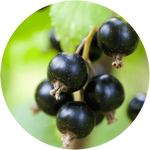 Blackcurrant Extract