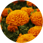 Lutein