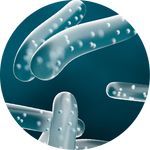 Lactobacillus acidophilus