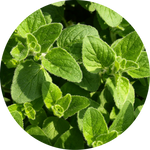 Oregano Extract