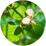 Mulberry Leaf Extract (DNJ)